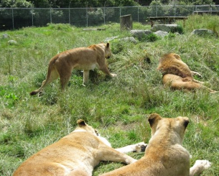 Paradise Valley Lion Park